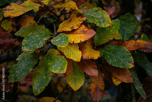 Fall trees landscape in vibrant colors