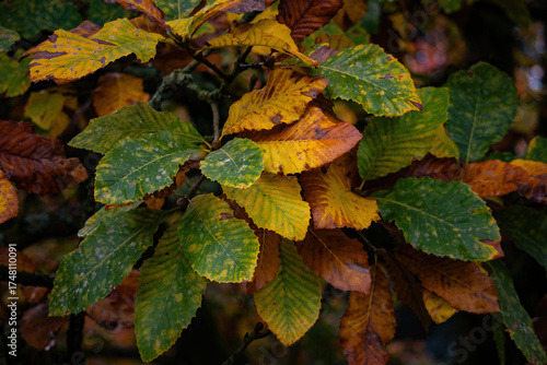 Fall trees landscape in vibrant colors
