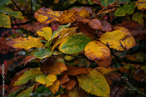 Fall trees landscape in vibrant colors