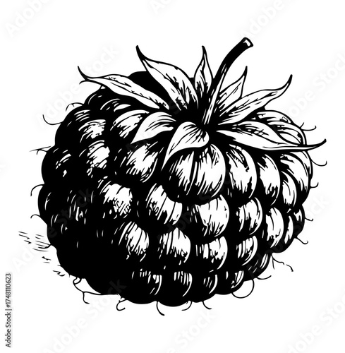 Raspberry. Vector engraving style illustration