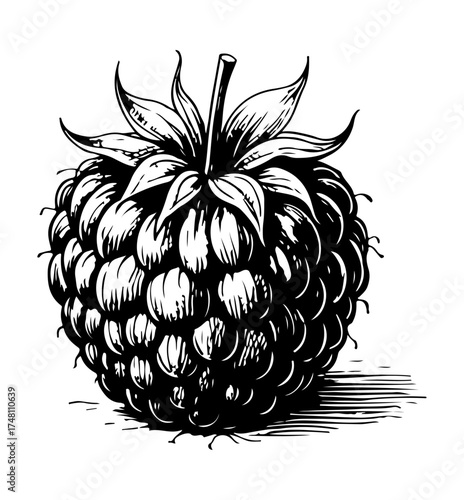 Raspberry. Vector engraving style illustration