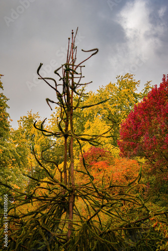 Fall trees landscape in vibrant colors