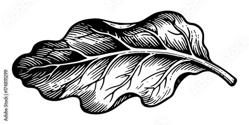 Spinach vector engraving style illustration