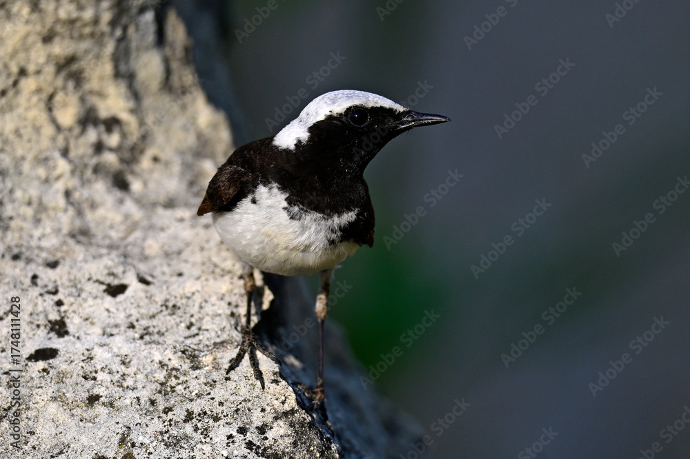 Naklejka premium Nonnensteinschmätzer - Männchen // Pied wheatear - male (Oenanthe pleschanka) 