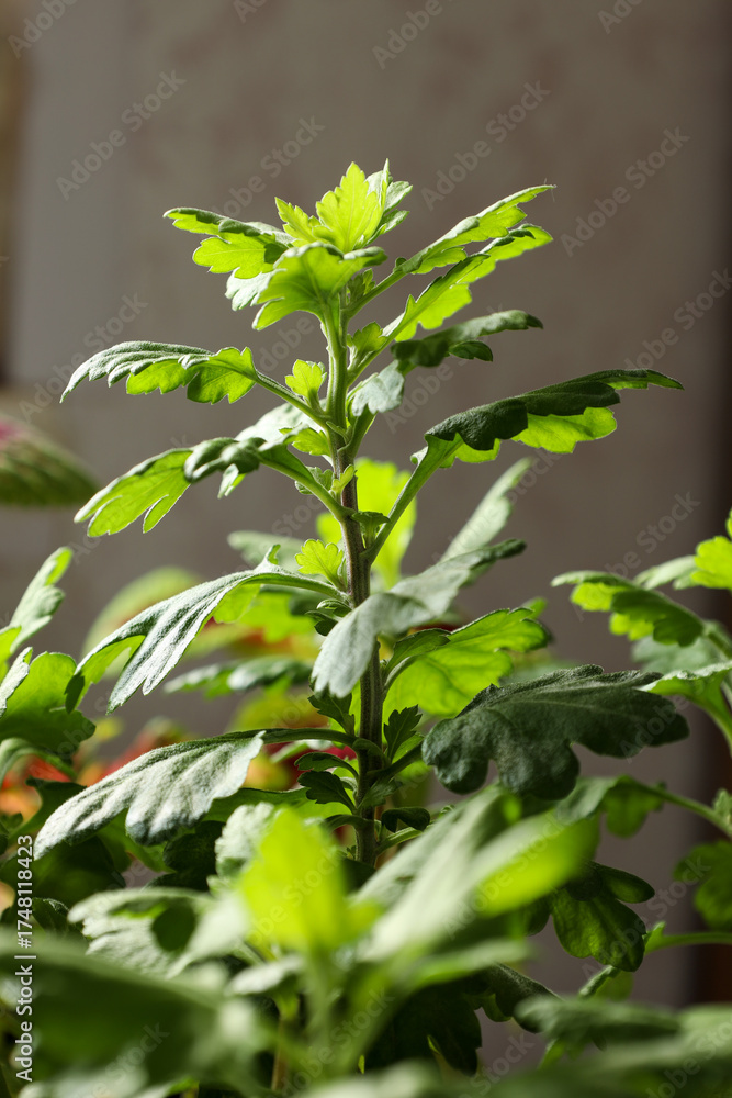 custom made wallpaper toronto digitala chrysanthemum plant grown from a cutting at home