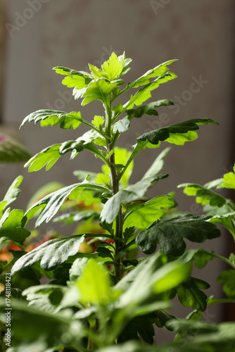 Wallpaper Mural a chrysanthemum plant grown from a cutting at home Torontodigital.ca