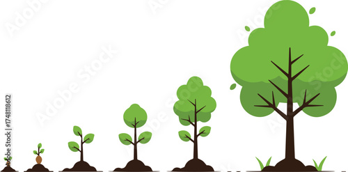 Growth Stages of a Tree A Visual Representation of Development and Evolution