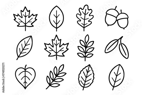 Collection of leaves and acorns in simple black outline design