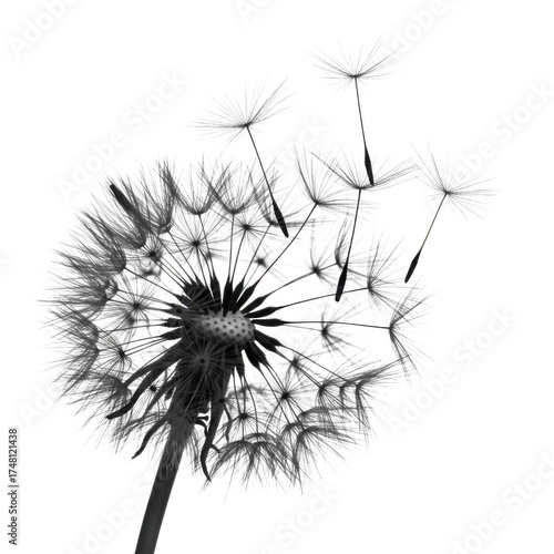 Dandelion seed head close up photography isolated on transparent background