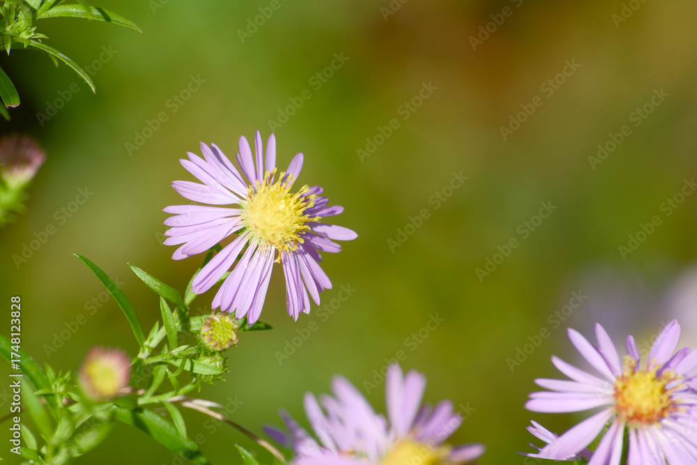 Fototapeta premium New england aster flower captured in macro with blurred background