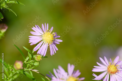 Wallpaper Mural New england aster flower captured in macro with blurred background Torontodigital.ca