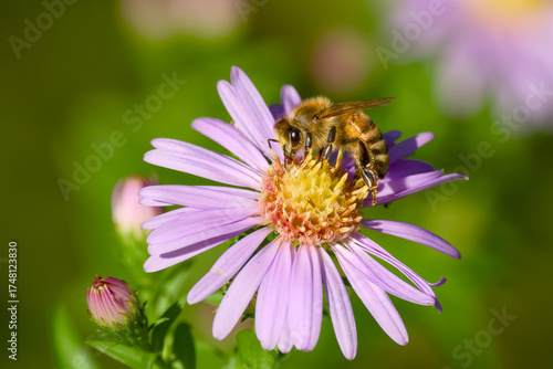 Wallpaper Mural Close-up of bee pollinating new england aster in autumn sunlight Torontodigital.ca