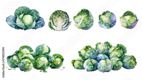 set of cabbage on watercolor style