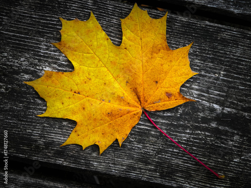 Autumn leaves on wood as nature background.