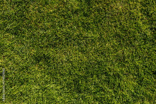 Close-up of a vibrant green...