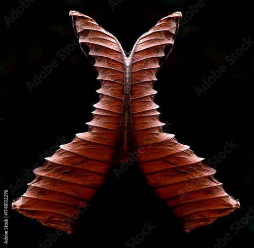 Dressed in dry leaves