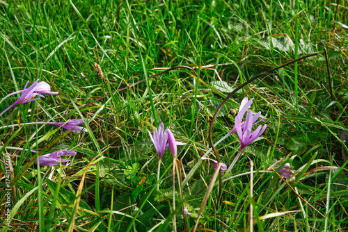 Blossoming Colchicum autumnale plant on early autumn meadow
