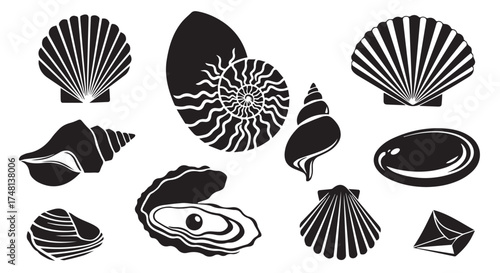 Assortment of seashells and marine fossils, isolated on transparent background