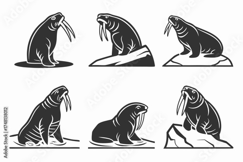 Minimalist walrus icon set with tusks