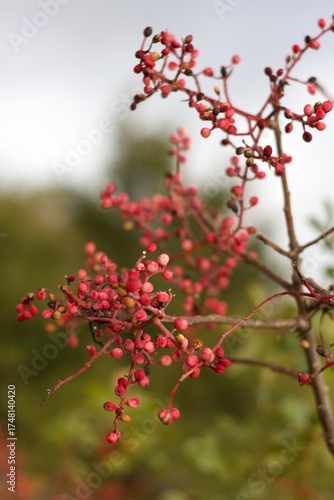 red berries on a tree branch