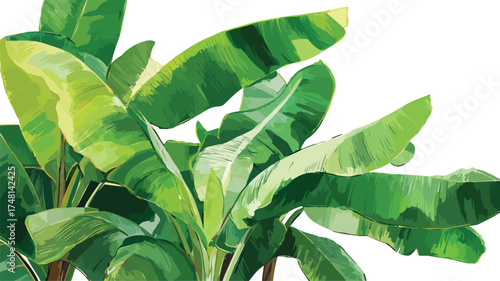 Detailed Tropical Banana Leaf Illustration for Vibrant Designs