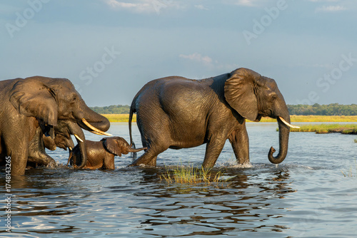 Canvas Print Close encounter with Elephants eating, drinking and crossing the Chobe river between Namibia and Botswana, seen from a boat