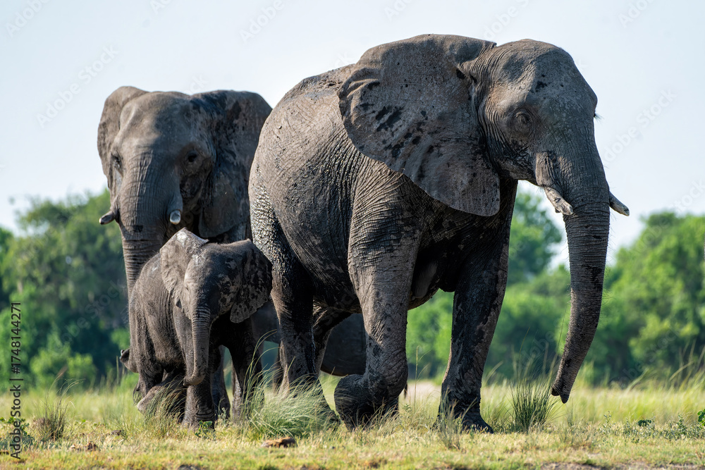 Obraz premium Close encounter with Elephants eating, drinking and crossing the Chobe river between Namibia and Botswana, seen from a boat.
