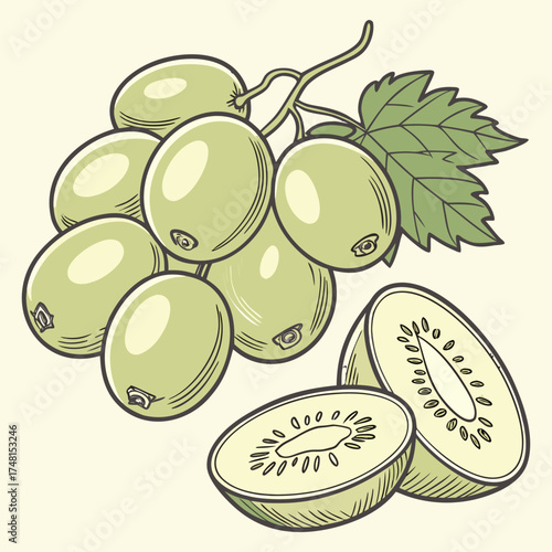 Realistic Green Grapes Vector Illustration”