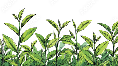 Hand Drawn Tea Plantation Illustration with Lush Leaves and Plants