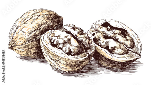 Hand Drawn Walnuts Whole Halved Nuts Food Illustration Vector