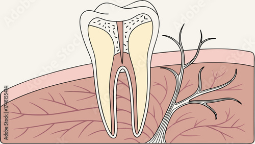 Dental Anatomy Illustration Tooth Structure Diagram Molar Cross Section Oral Health Dentistry Graphic Human Tooth Internal Tooth Structure Root Canal Pulp Chamber Dentin Enamel Gum Tis.