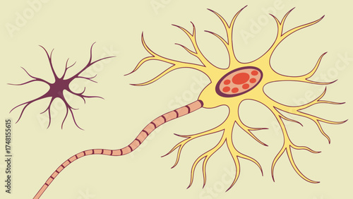 Diagram of a Neuron with Axon and Dendrites Medical Illustration Neuroscience Biology Cell Structure.