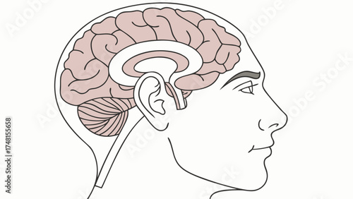 Diagram of the human brain and head in profile view medical illustration educational chart anatomy neurology neuroscience.
