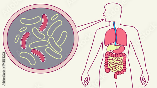 Gut Microbiome Illustration Digestive System and Bacteria.