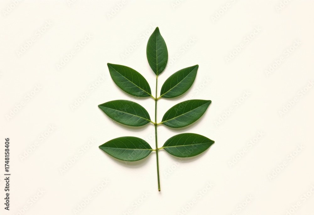 Obraz premium Fresh green compound leaf on light cream background, minimal botanical beauty