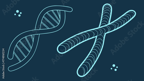 DNA double helix and chromosome illustration science biology genetics medical healthcare research education graphic design pattern abstract vector background template symbol molec.