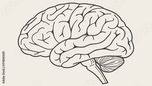 Line art illustration of a human brain medical diagram neurology anatomy science education mental health psychology.