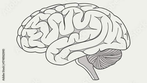 Gray scale illustration of a human brain detailed anatomical drawing medical science education psychology neurology research healthcare mind thinking intellect knowledge wisdom lear.