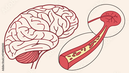 Human Brain Anatomy Illustration Medical Diagram Nervous System Blood Vessels Neurology Healthcare Science Education Biology Human Body Medical Illustration Diagram Cross Section Det.
