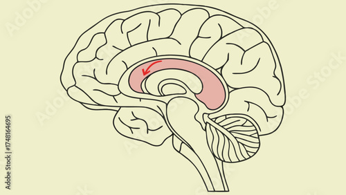 Illustration of the human brain highlighting the corpus callosum with directional arrow medical anatomy neurological system educational chart science graphic healthcare neuroscience psych.
