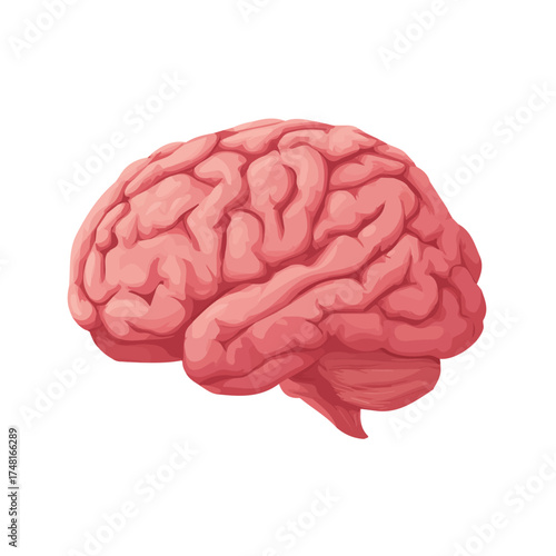 Brain, 2D flat vector illustration isolated on a plain white background.
