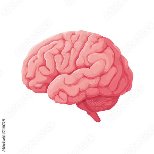 2D flat vector illustration of a Brain, designed in a modern minimal style and isolated on a white background.