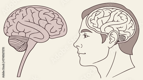 Medical Illustration of the Human Brain Side and Top Views Anatomy Diagram Neurological System Neuroscience Neurology Educational Chart Healthcare Medicine Science Biology Human Anatom.
