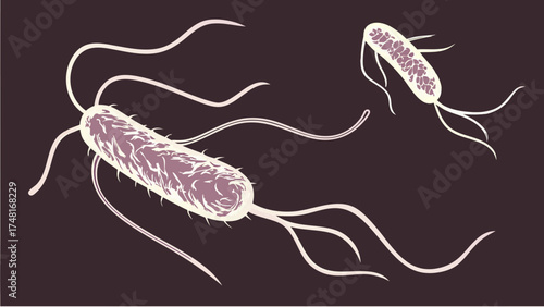 Microscopic illustration of bacteria with flagella detailed scientific vector graphic for medical scientific or educational purposes.