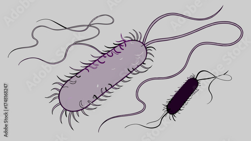 Microscopic illustration of bacteria with flagella rod-shaped microorganisms microbiology medical science vector illustration illustration of bacteria medical illustration biology health.
