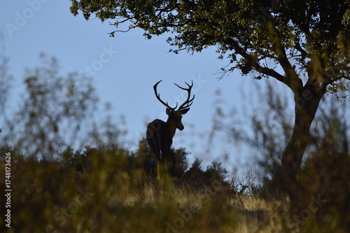 Photos Ciervo macho o venado salvaje durante la berrea en el parque natural de monfragu