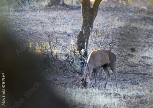 Tableau sur toile Ciervo macho o venado salvaje durante la berrea en el parque natural de monfragu