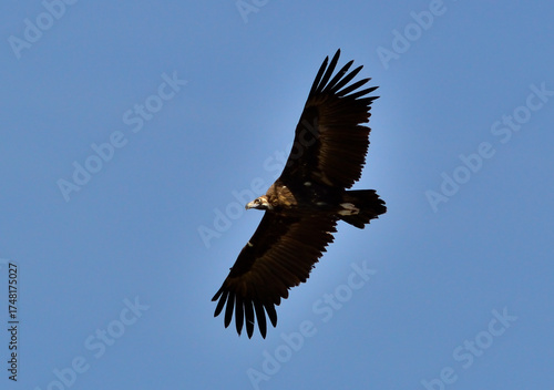 Buitre negro volando por el cielo del parque natural de monfrague en cáceres, extremadura
