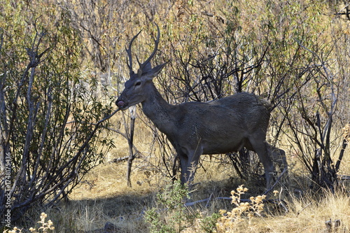 Ciervo macho o venado salvaje durante la berrea en el parque natural de monfrague