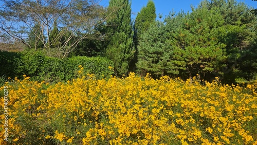 yellow flowers in the garden